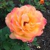 dianelynn321 dianelynn321